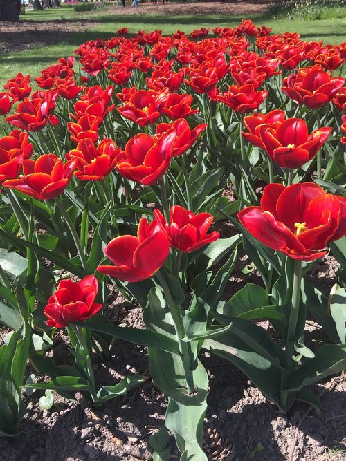 flower  garden  tulip