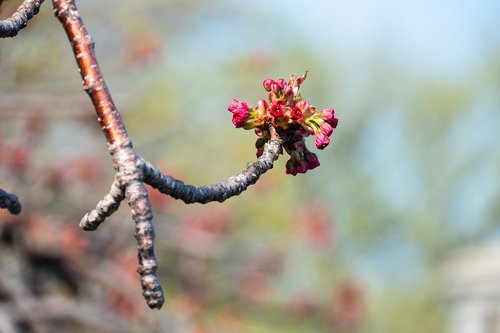 flower  spring  nature