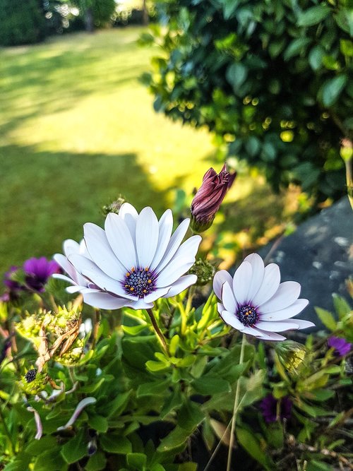 flower  nature  plant