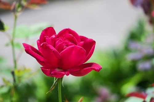 flower  nature  plant