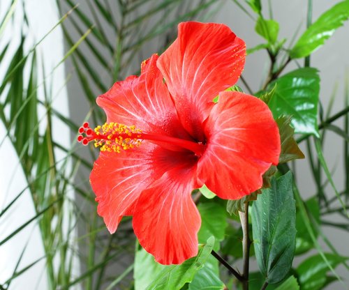 flower  hibiscus