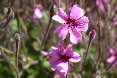 flower  nature  plant