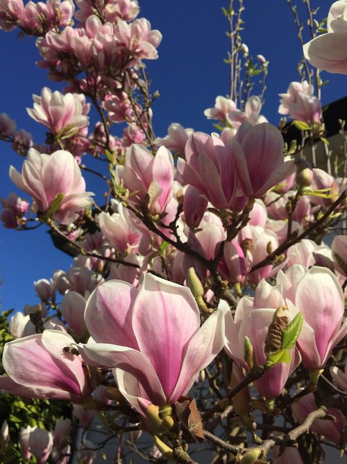 flower  flora  magnolia