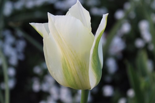 flower  nature  plant