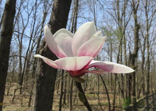 flower  blossom  tree flower