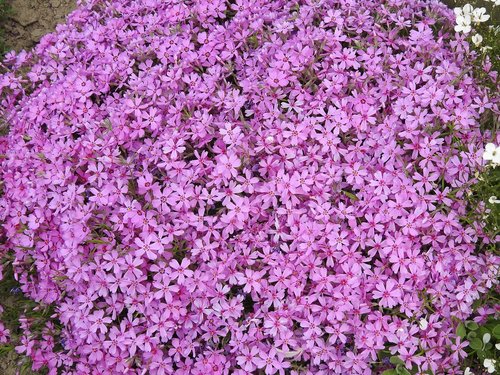 flower  plant  nature