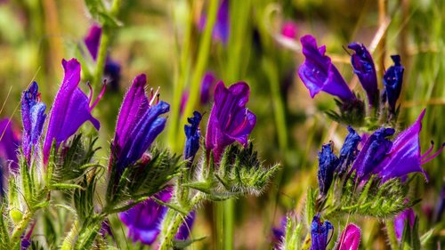 flower  nature  plant