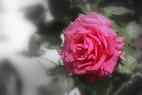 flower  rose  petal