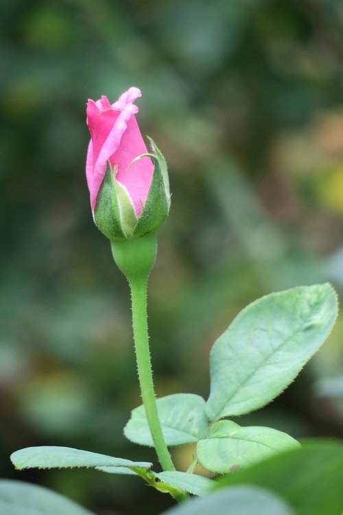 flower  nature  plant