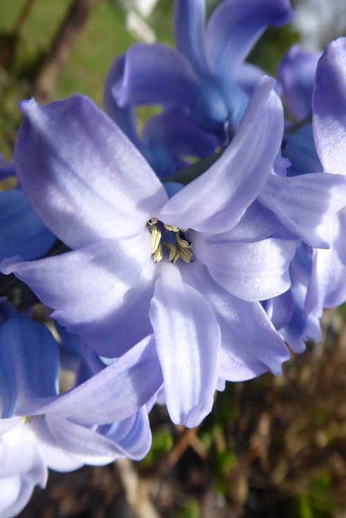 flower  nature  plant