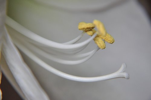 flower  close up  amaryllis