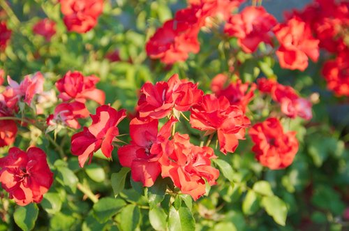 flower  plant  nature