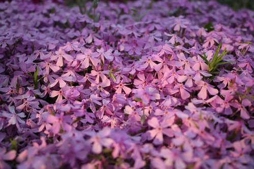 flower  plant  nature