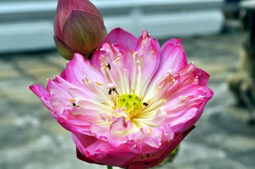 flower  nature  plant