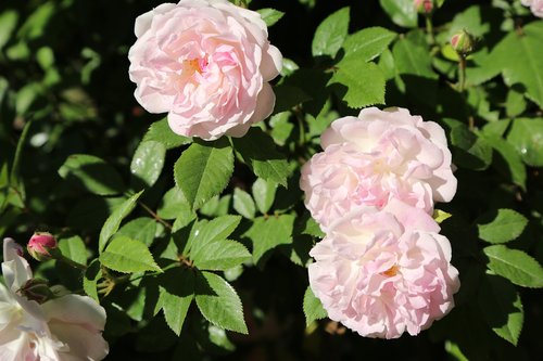 flower  plant  garden