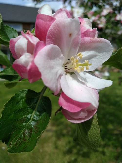 flower  nature  plant