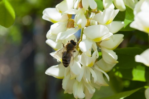 flower  nature  plant