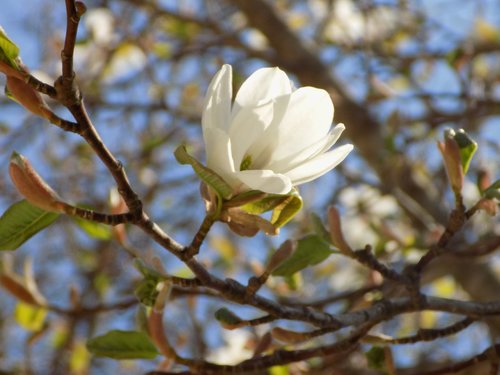 flower  wood  plant