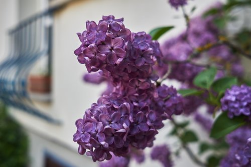 flower  plant  nature