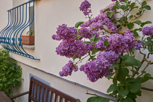 flower  plant  garden