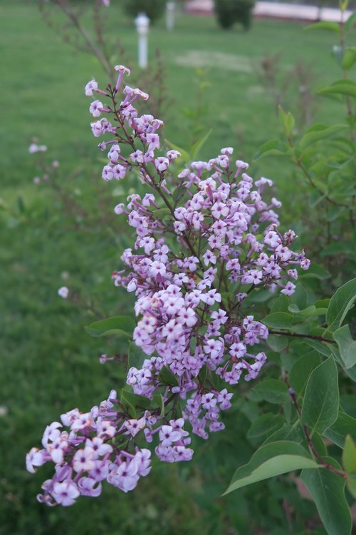 flower  plant  nature