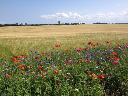 flower  poppy  field