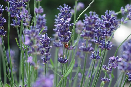 flower  lavender  ladybug