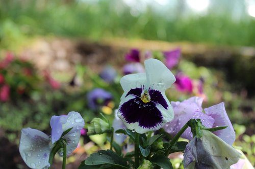 flower  plant  nature