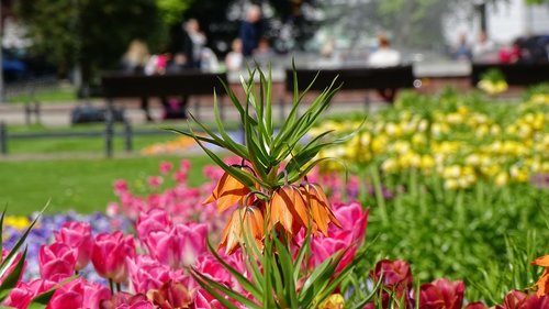 flower  nature  garden