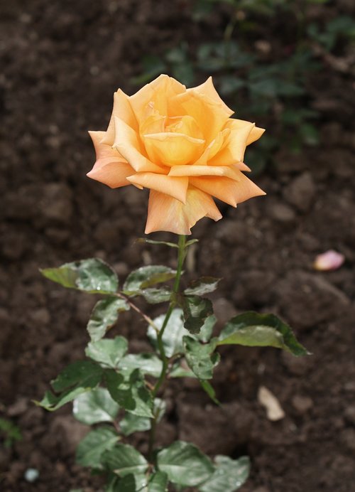 flower  rose  plant