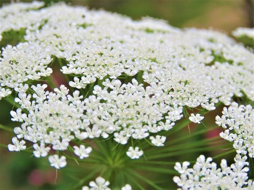 flower  flora  nature