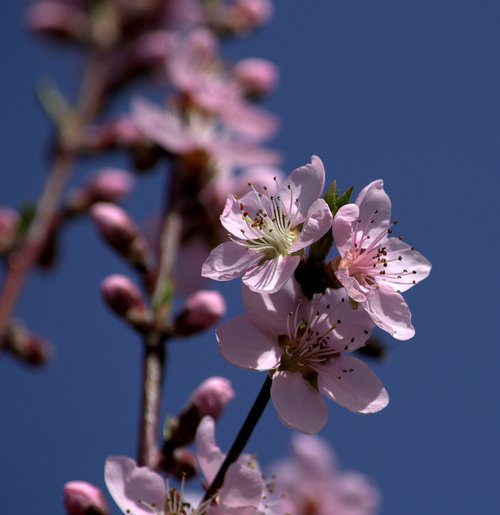 flower  pink  fruit tree