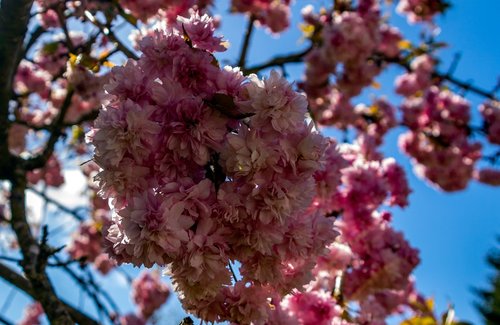 flower  branch  cherry