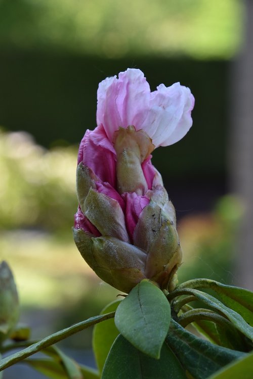 flower  nature  plant