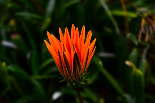 flower  plant  nature