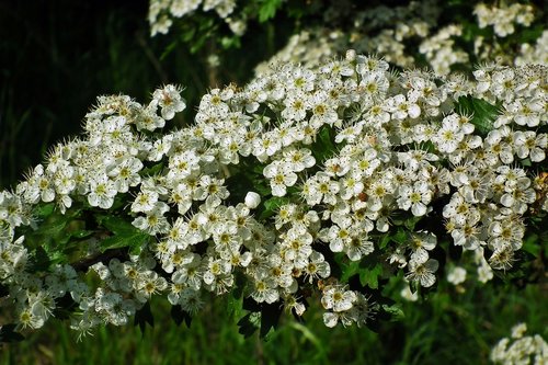 flower  spring  white