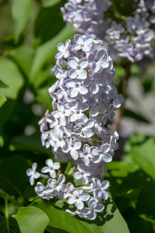 flower  plant  nature