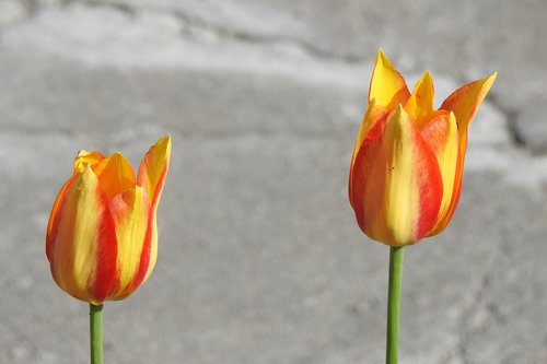 flower  tulip  nature