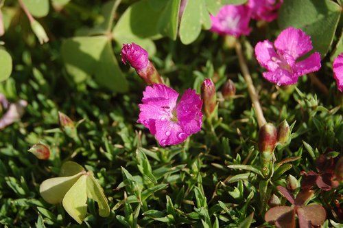 flower  nature  flowers