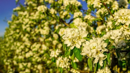 flower  plant  nature