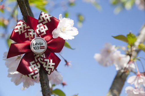 flower  tree  branch