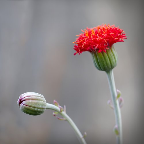 flower  nature  plant