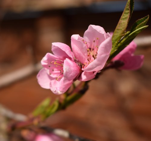 flower  nature  plant