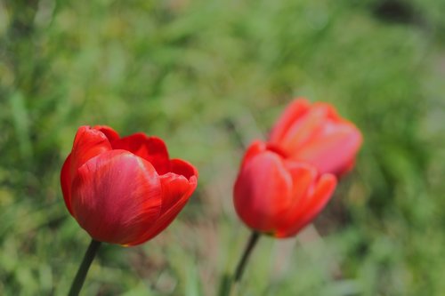 flower  nature  plant