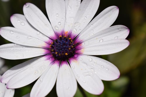 flower  plant  nature