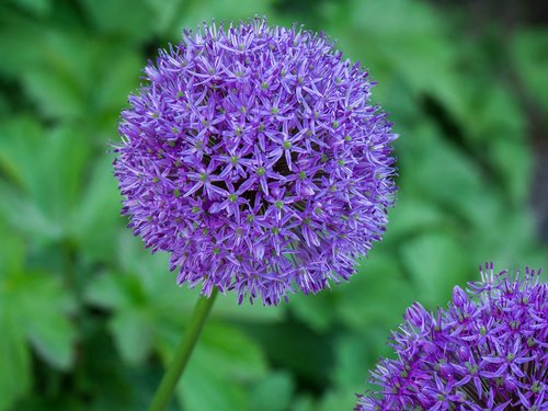 flower  flowering plant  bright