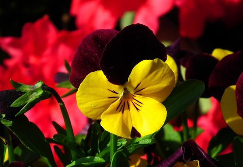 flower  pansy  colored