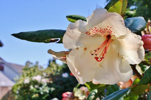 flower  nature  plant