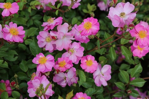 flower  garden  plant