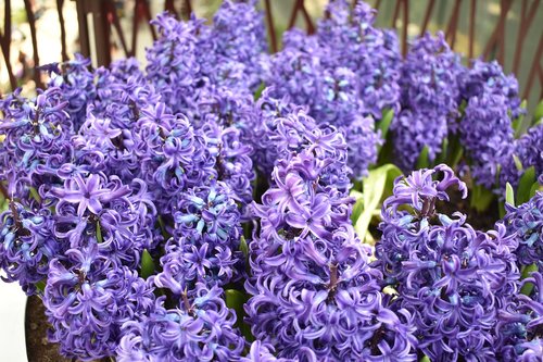 flower  plant  nature